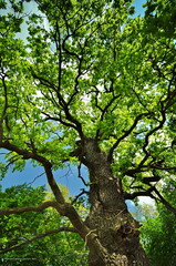 Maksro flora in Ukraine