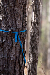 Blue Ribbon Marking a Tree