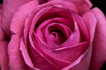 pink rose close up