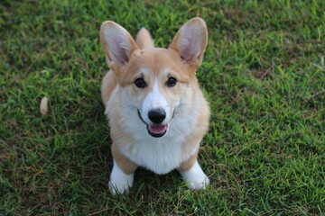welsh corgi pembroke 