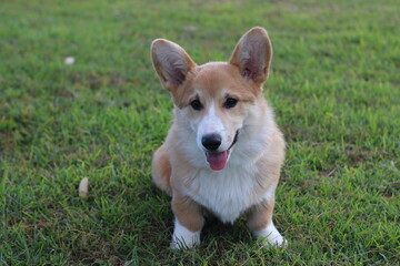 welsh corgi pembroke 