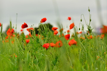 Fototapeta premium Maksro flora in Ukraine