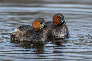 Zwergtaucher (Tachybaptus ruficollis)