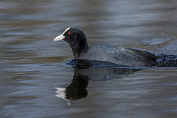 Bläßhuhn (Fulica atra)