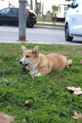welsh corgi pembroke with a stick