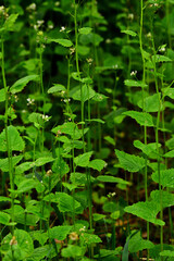 Obraz premium Maksro flora in Ukraine