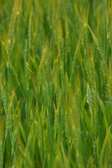 Maksro flora in Ukraine