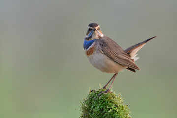 Bluethroat (luscinia svecica) lovely standing on top of moss grass with dew drop expose over warm morning sunshine