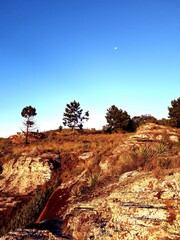 Naklejka premium Trees in the mountains
