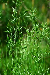 Obraz premium Maksro flora in Ukraine