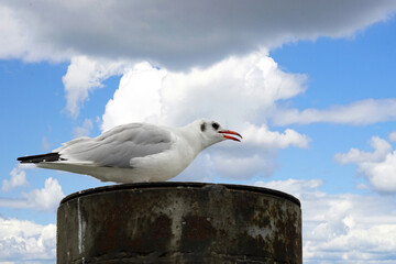 Möwe am Strad mit Wolken