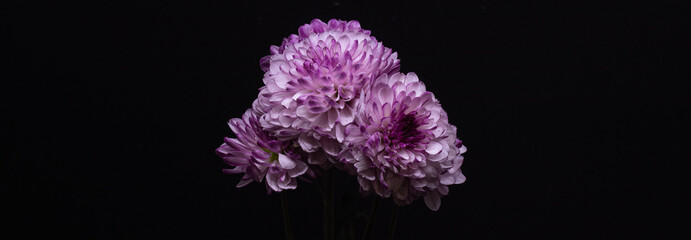 purple flower in the dark