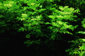 Fototapeta premium Maksro flora in Ukraine