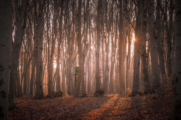 A sunlit forest on a December morning in an autumnal atmosphere
