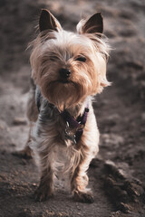 perro de paseo pequeño