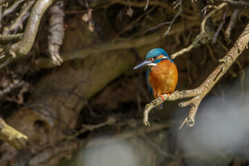 Eisvogel (Alcedo atthis) Männchen