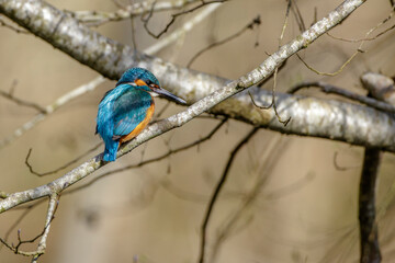 Eisvogel (Alcedo atthis) Männchen