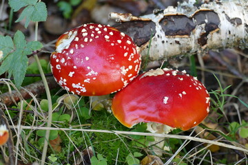 Zwei Fliegenpilze im Wald