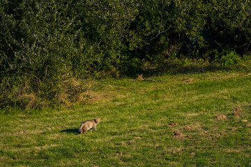 Wildcat hunting voles in the meadow