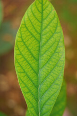 Leaf