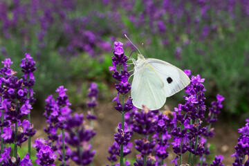 butterfly on lavender