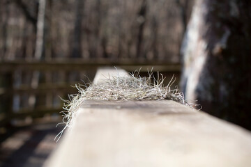 Spanish Moss on a Handrail