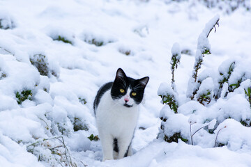 Fototapeta premium Close-up of black and white cat with yellow eyes in the snow.