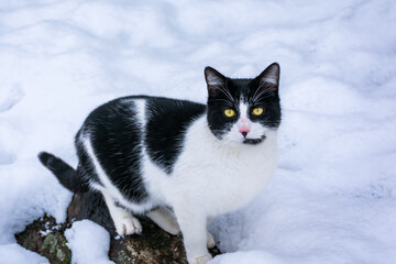 Fototapeta premium Close-up of black and white cat with yellow eyes in the snow.
