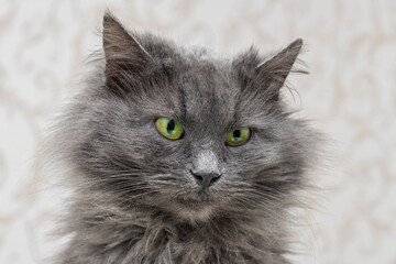 Close-up portrait of a gray shaggy cat with green eyes