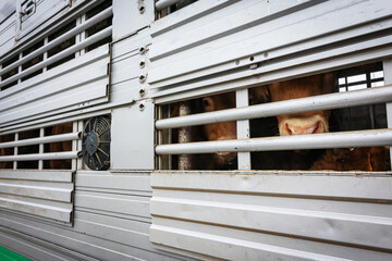 Calf peeking through aeration windows in a cage truck for transporting livestock.