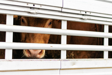 Calf peeking through aeration windows in a cage truck for transporting livestock.