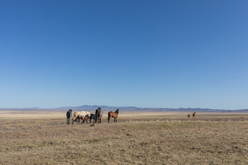 Fototapeta na wymiar Herd of Wild Horses in Spring in the Utah desert