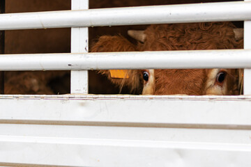Calf peeking through aeration windows in a cage truck for transporting livestock.