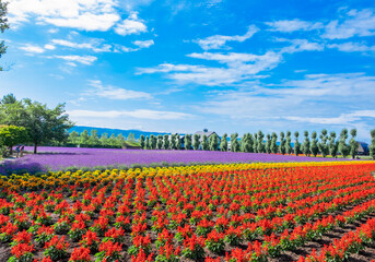 field of flowers and blue sky