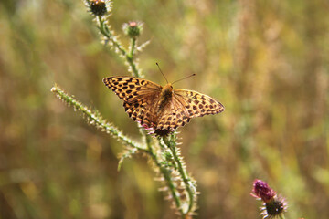 Brown mottled butterfly on a flower. A brown-yellow mottled butterfly sits on a green stem of a flower, grass and plants grow around, summer day, backlight, blurred background