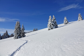 Fototapeta premium Randonnée raquettes en Janvier 2021 dans le massif du Vercors avec une neige et un temps exceptionnels