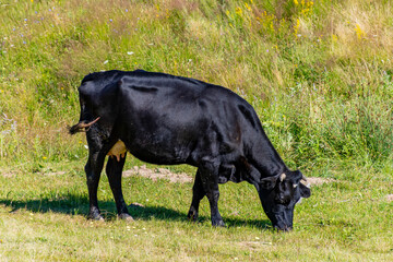 black and white cow