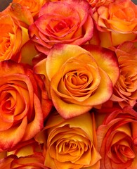 Fototapeta na wymiar Stunning orange and yellow roses