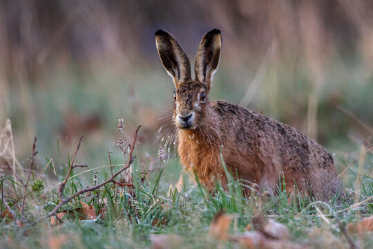 Feldhase (Lepus europaeus)