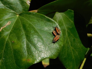 Lygaeus creticus, red and black bugs, mating on a green leaf