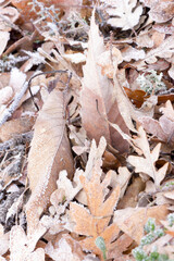 leaf doormat with frost