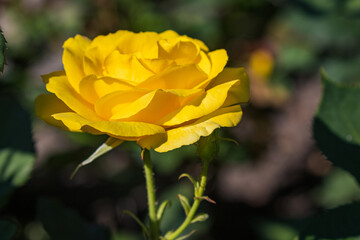 Open blooming yellow rose. Beautiful bright yellow flower among green leaves. Spring park. Close-up. On open air. Front view.