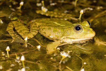 The edible frog, common water frog, green frog (Pelophylax kl. esculentus) on water surface in natural habitat
