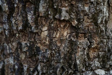 Close up Full Frame Shot Old Tree Bark Texture background