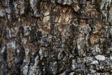 Close up Full Frame Shot Old Tree Bark Texture background
