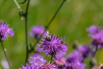 thistle flower