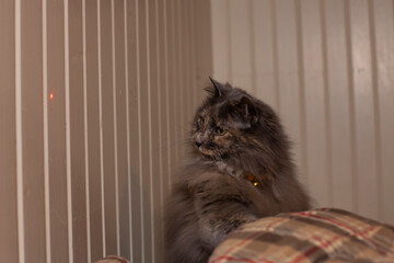 Grey Cat Playing with a Dot