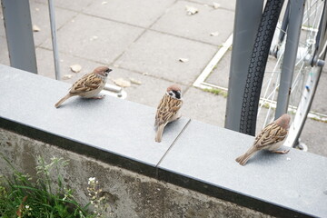 House Sparrow (Passer domesticus) perched on a wall in Japan