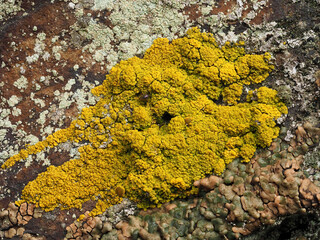 Flechten auf Fels in der Eifel