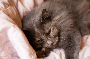 Fototapeta na wymiar Grey Cat Resting